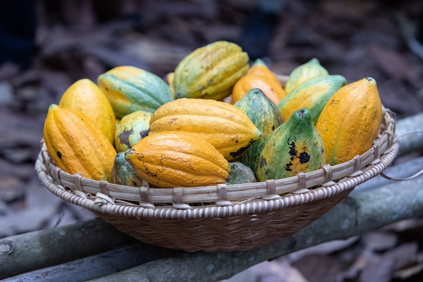 Cocoa pods ripen on a farm in eastern Ivory Coast, where this year’s main crop is expected to be the largest since 2022.