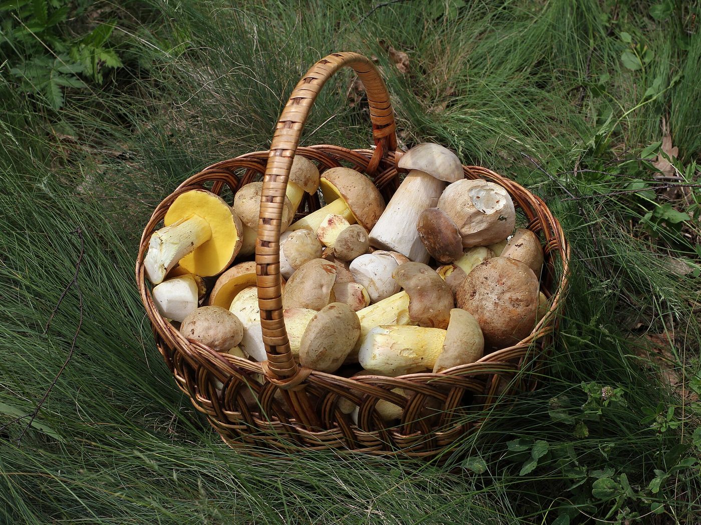 A basket of boletes and chanterelles gathered in the Bohemian Forest, where a wet September produced an unusually rich season.