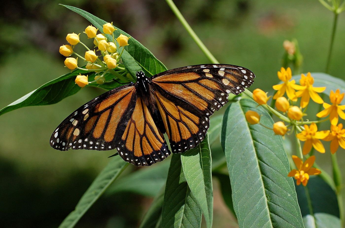 Monarch butterflies cluster on oyamel fir branches in the mountains of Michoacán, where millions spend the winter after migrating from Canada and the United States.