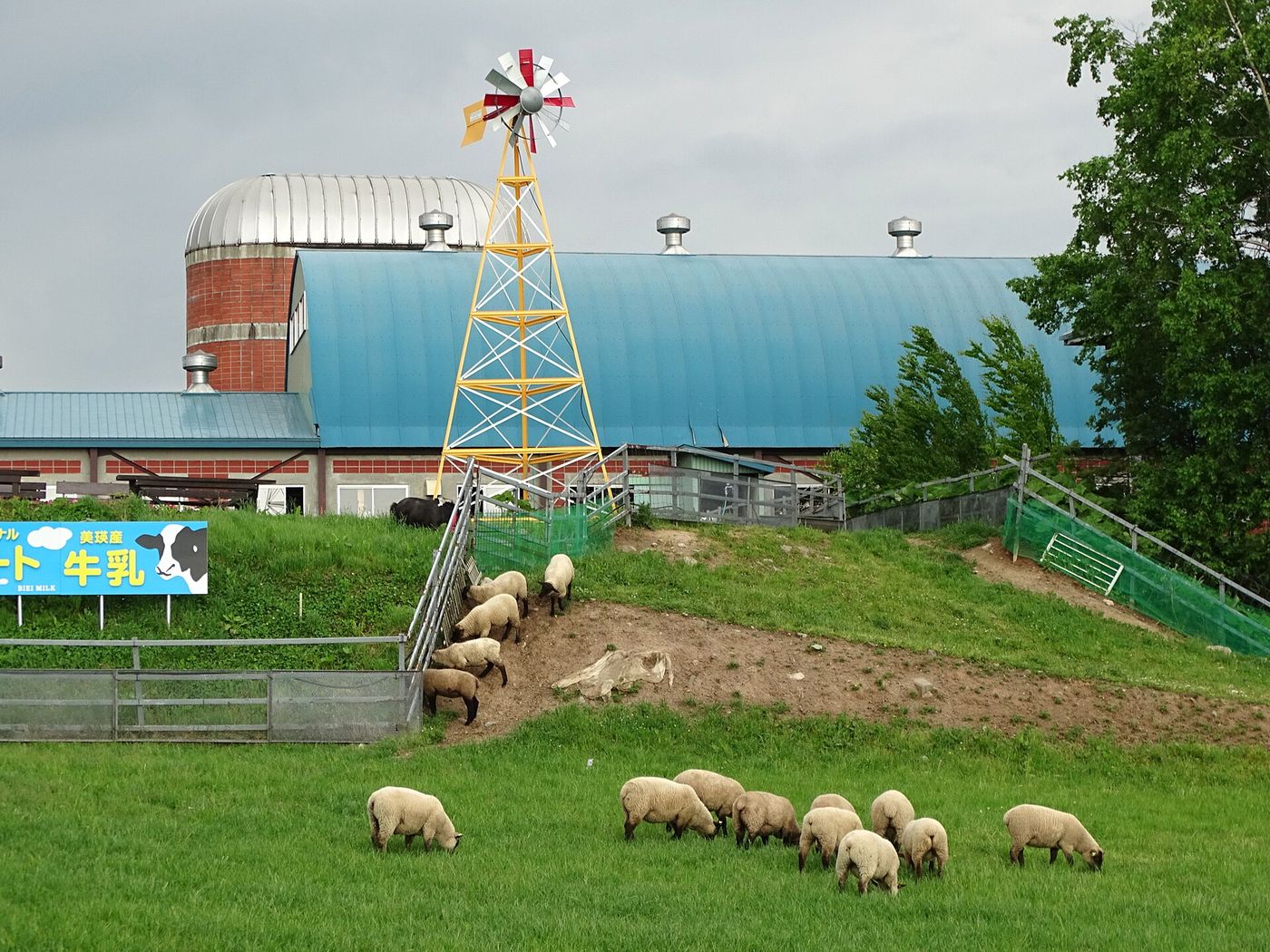 Dairy pasture near Chitose, on the island of Hokkaido, where a semiconductor complex and farms draw on the same aquifer.