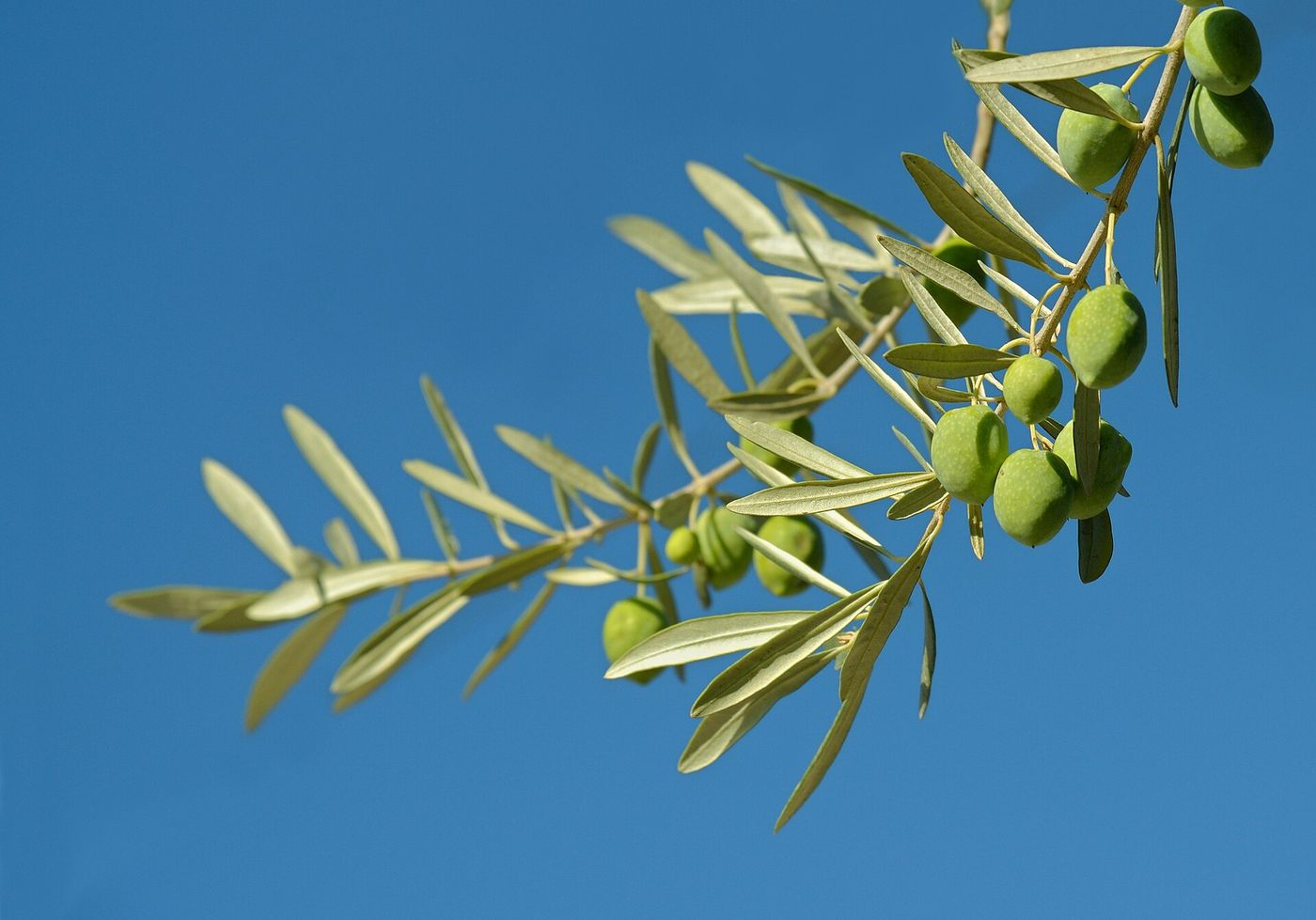 Olive trees near Kalamata. Greece expects its largest harvest in a decade.
