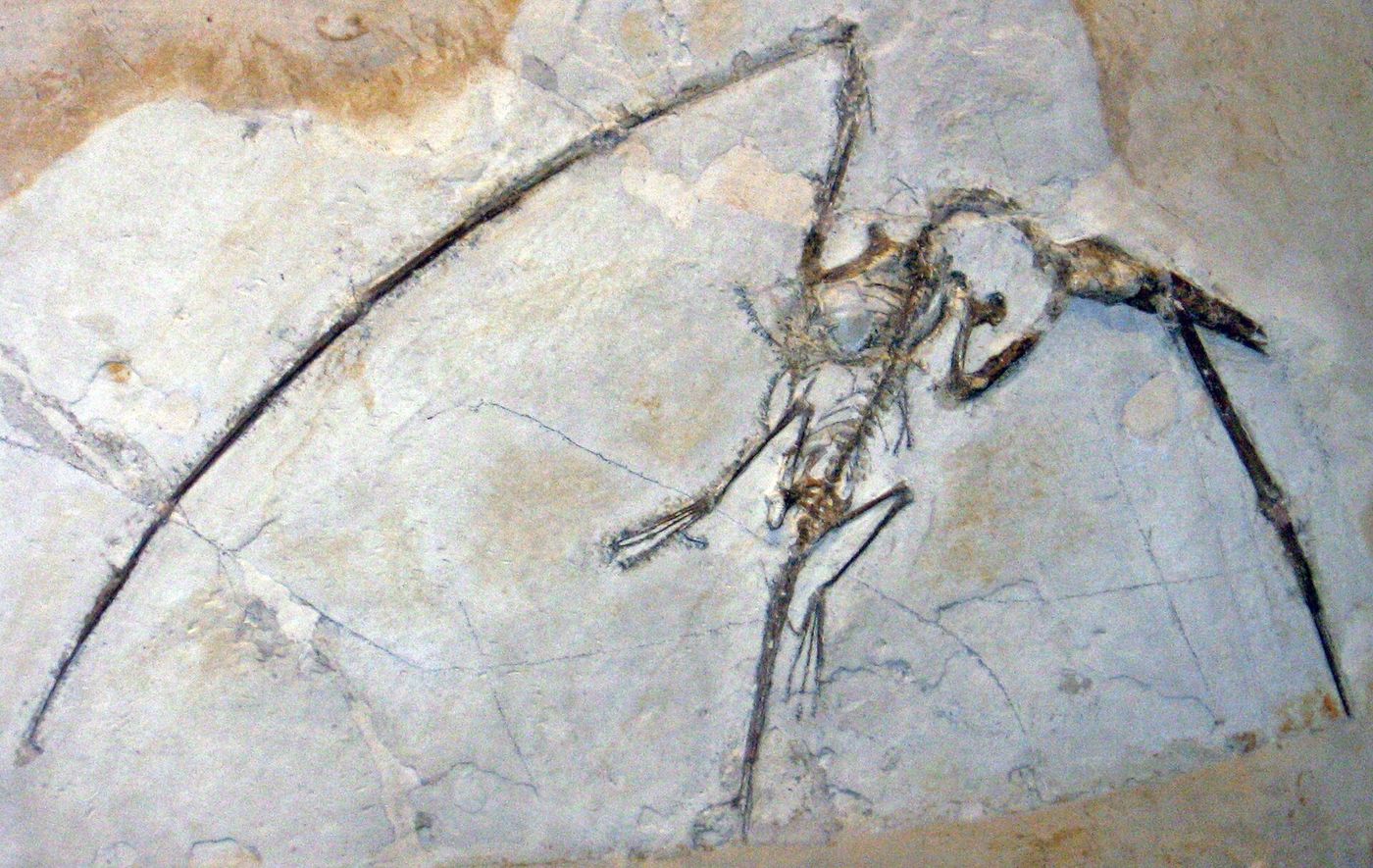Workers split slabs of limestone at a quarry near Solnhofen, Bavaria, a site famous for its finely preserved Jurassic fossils.