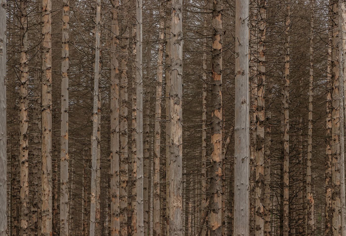 Dead spruce trees on a hillside in the Harz Mountains, where bark beetles have killed vast tracts of forest.