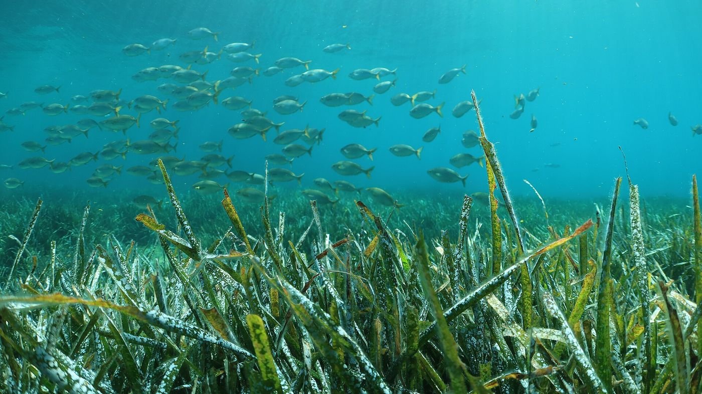 A meadow of Posidonia oceanica seagrass in the shallow waters off Mallorca.