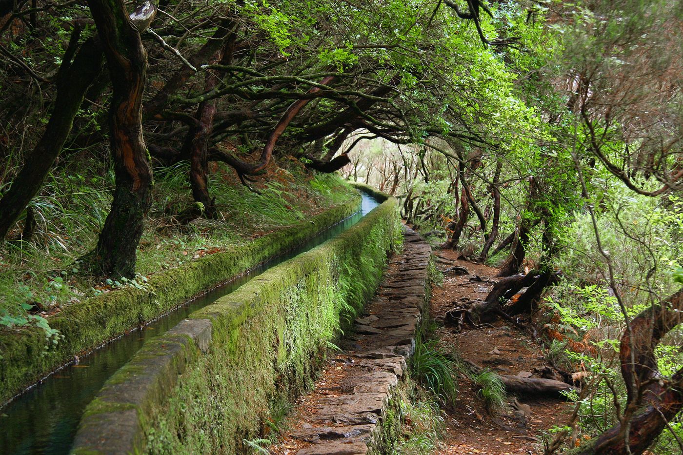 A levada path through laurel forest on Madeira. The island’s most popular trails now require advance booking.