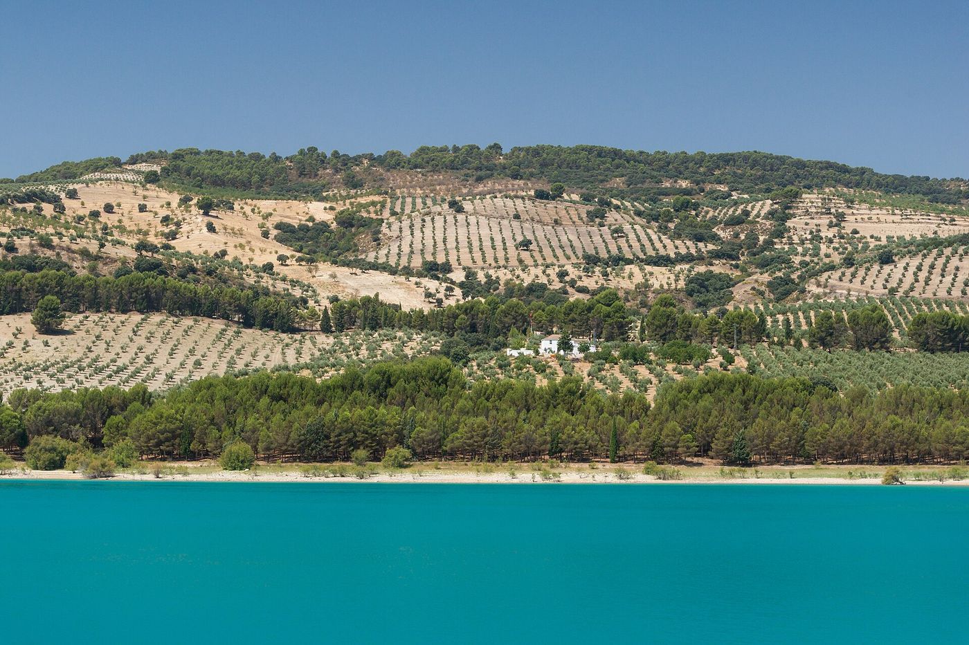 An olive grove in Andalusia.